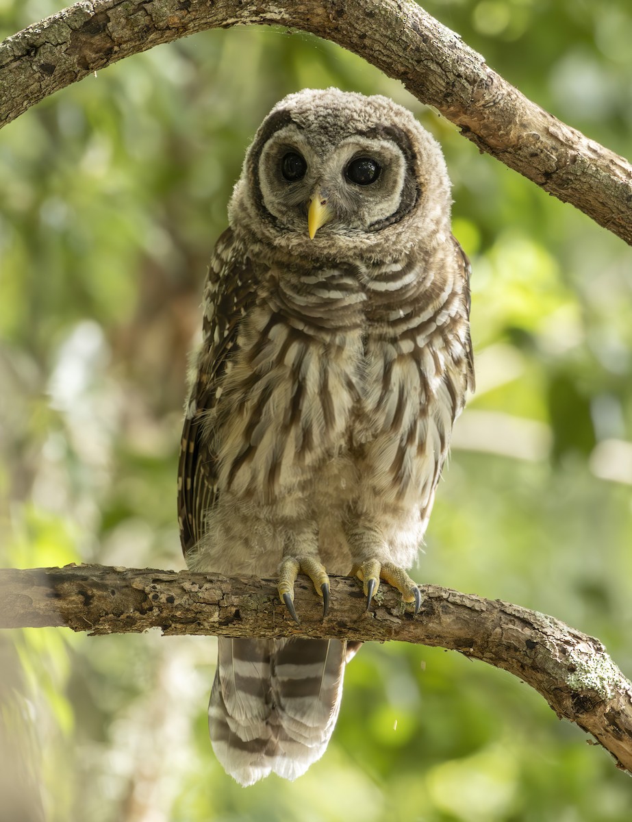 Barred Owl - ML619951225
