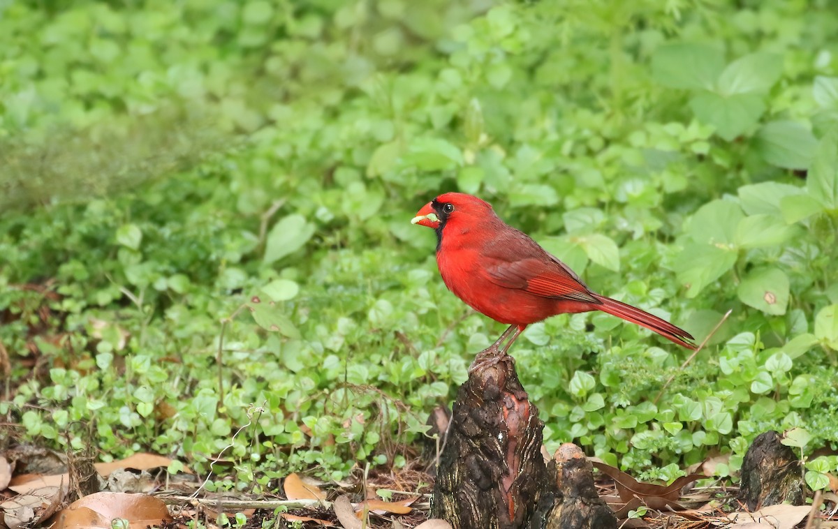 Cardinal rouge - ML619951231