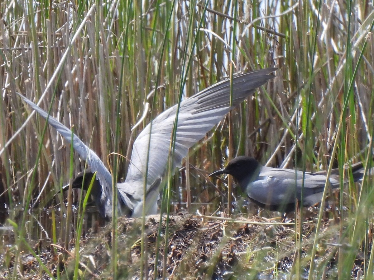 Black Tern - ML619951242