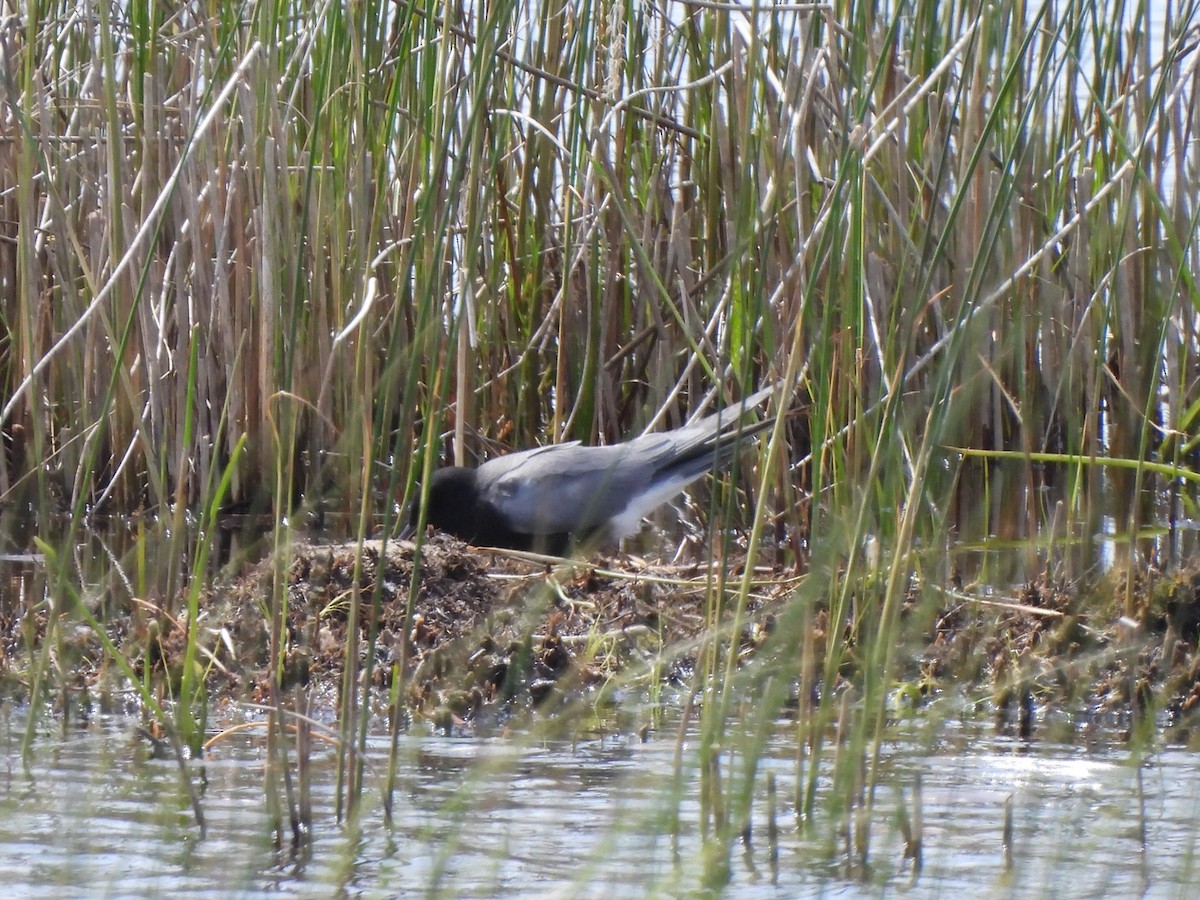 Black Tern - ML619951243