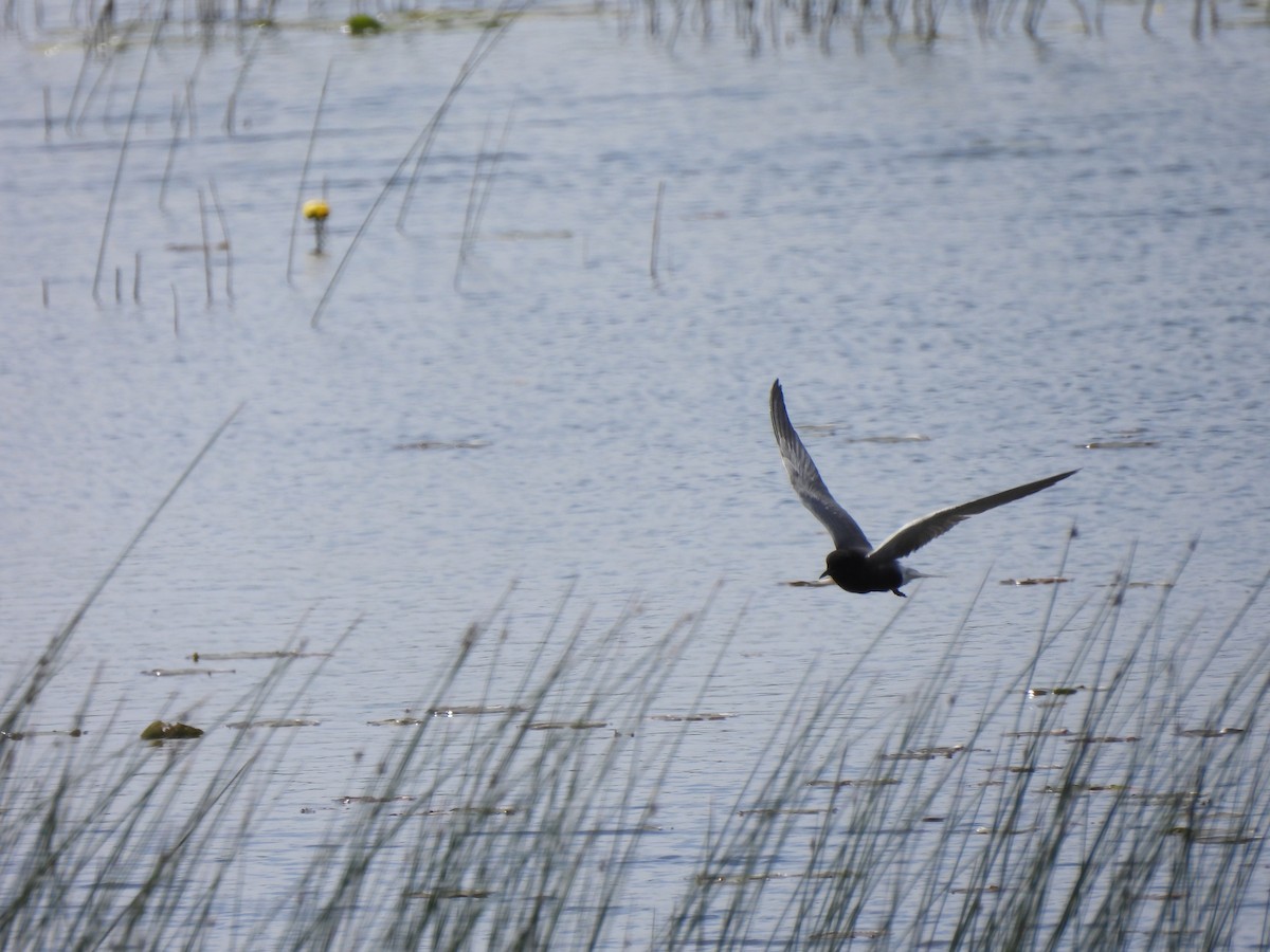 Black Tern - ML619951246