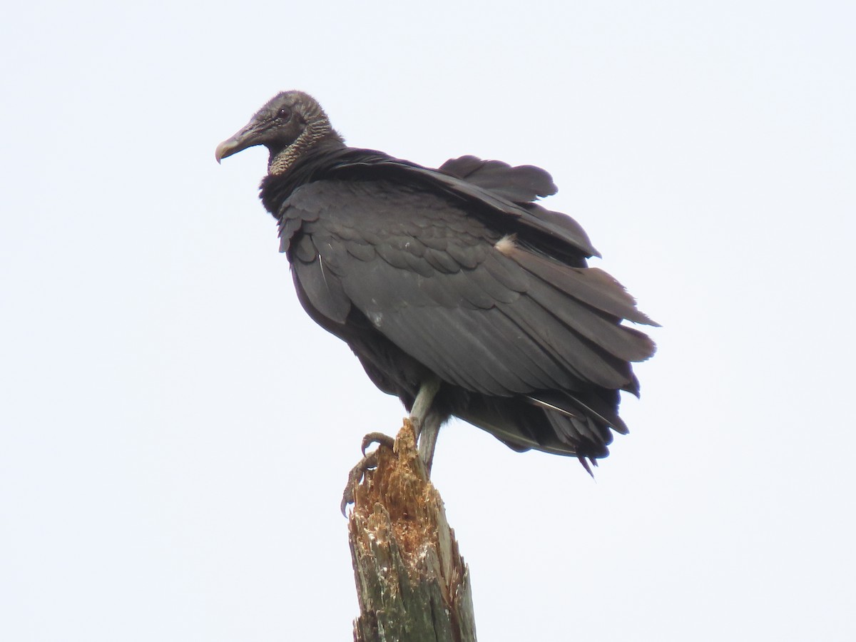 Black Vulture - ML619951257