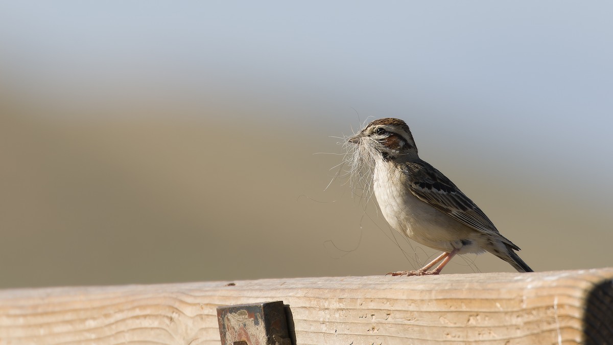 Lark Sparrow - ML619951259