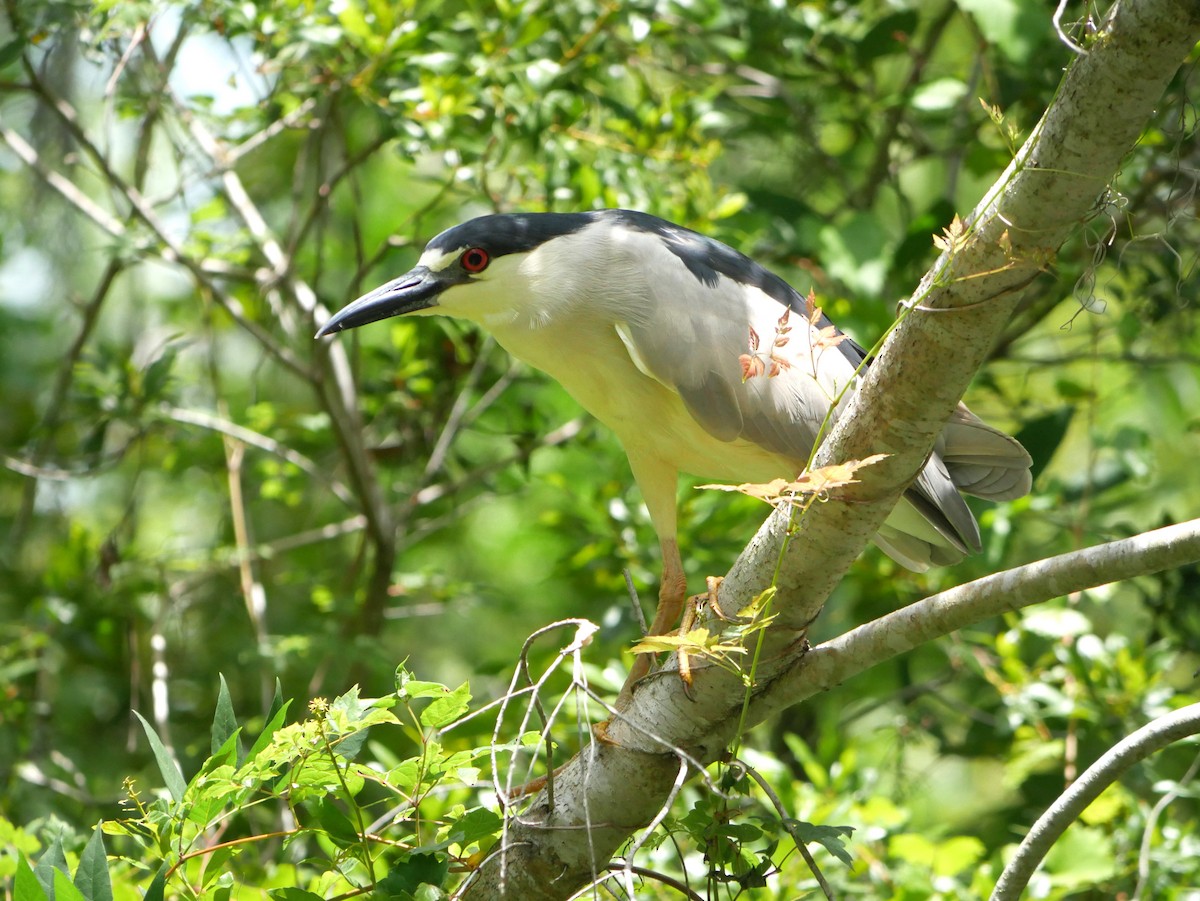 Black-crowned Night Heron - ML619951278