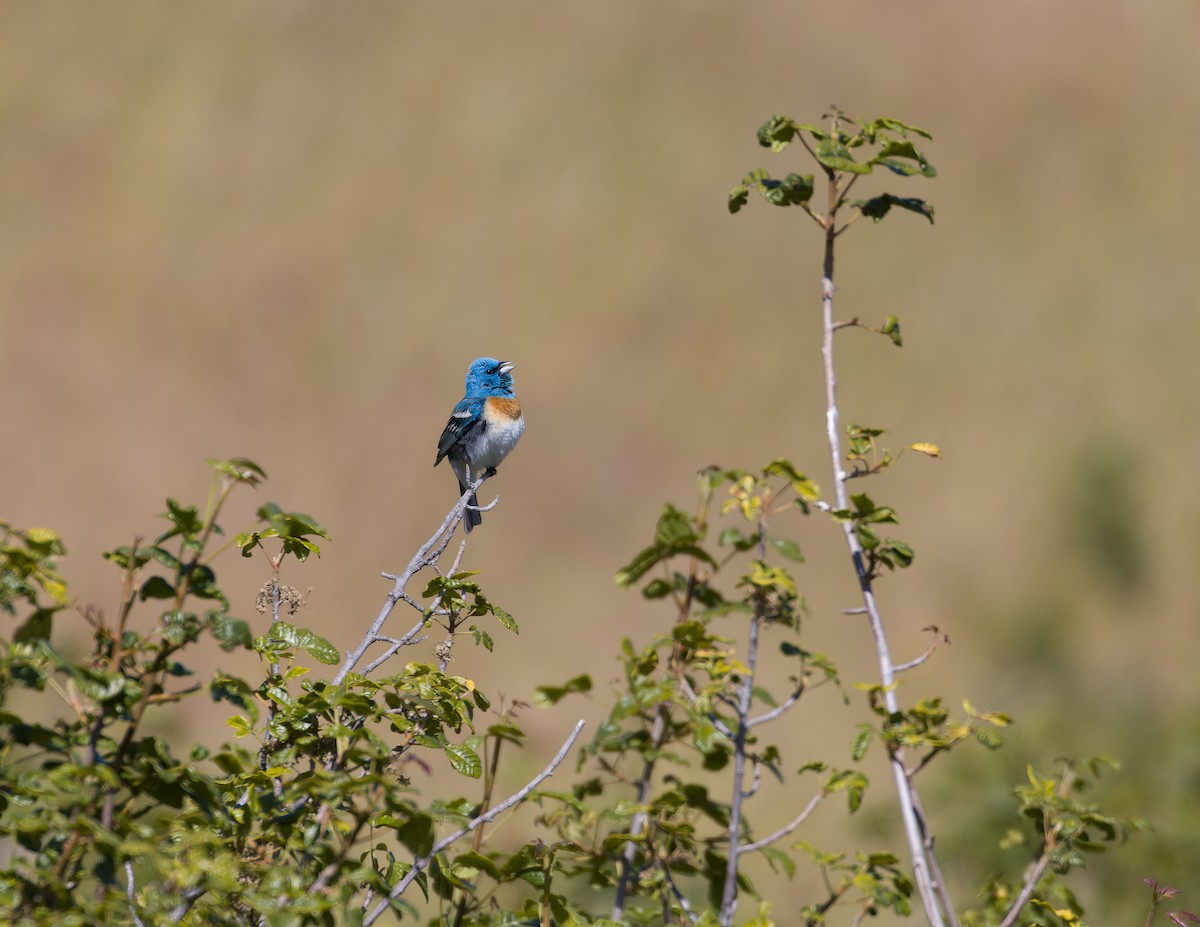 Lazuli Bunting - ML619951293