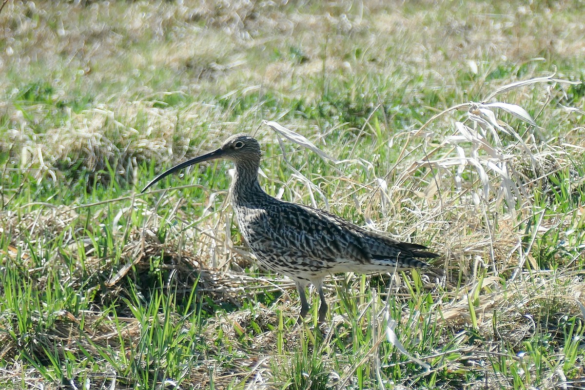 Eurasian Curlew - ML619951294