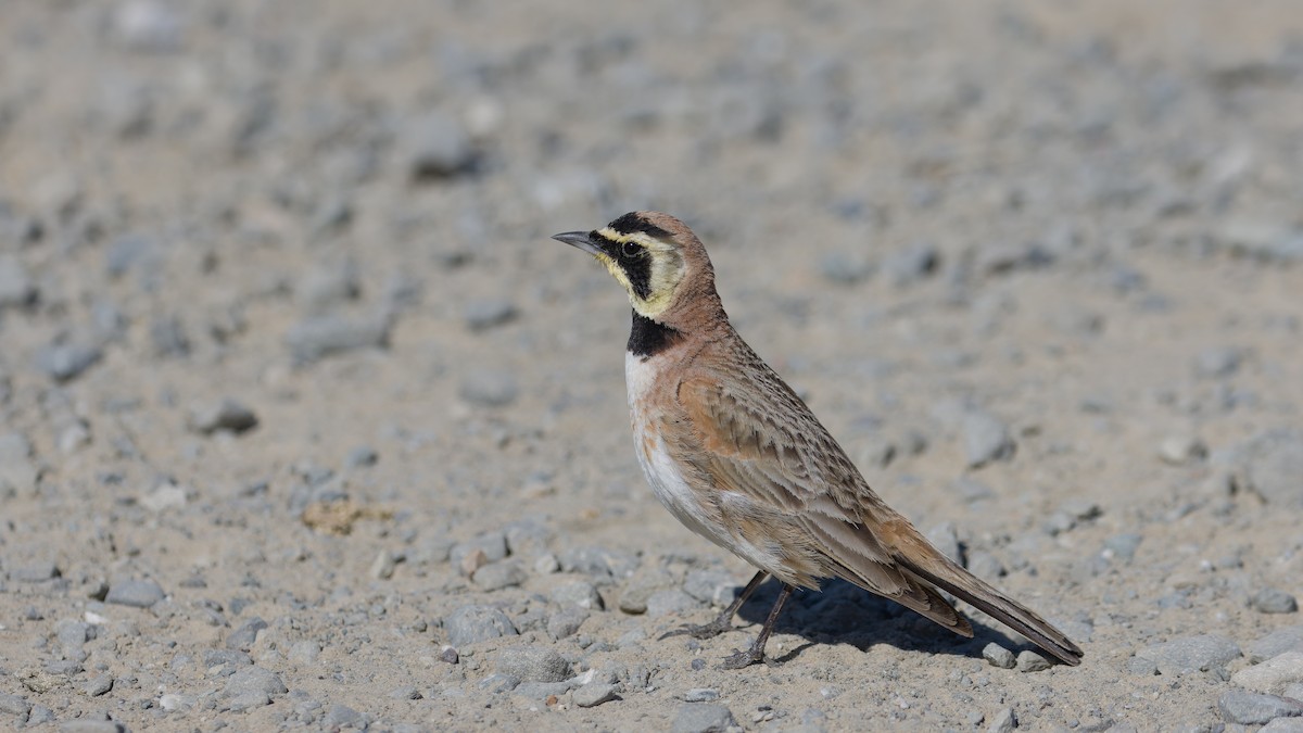 Horned Lark - ML619951312