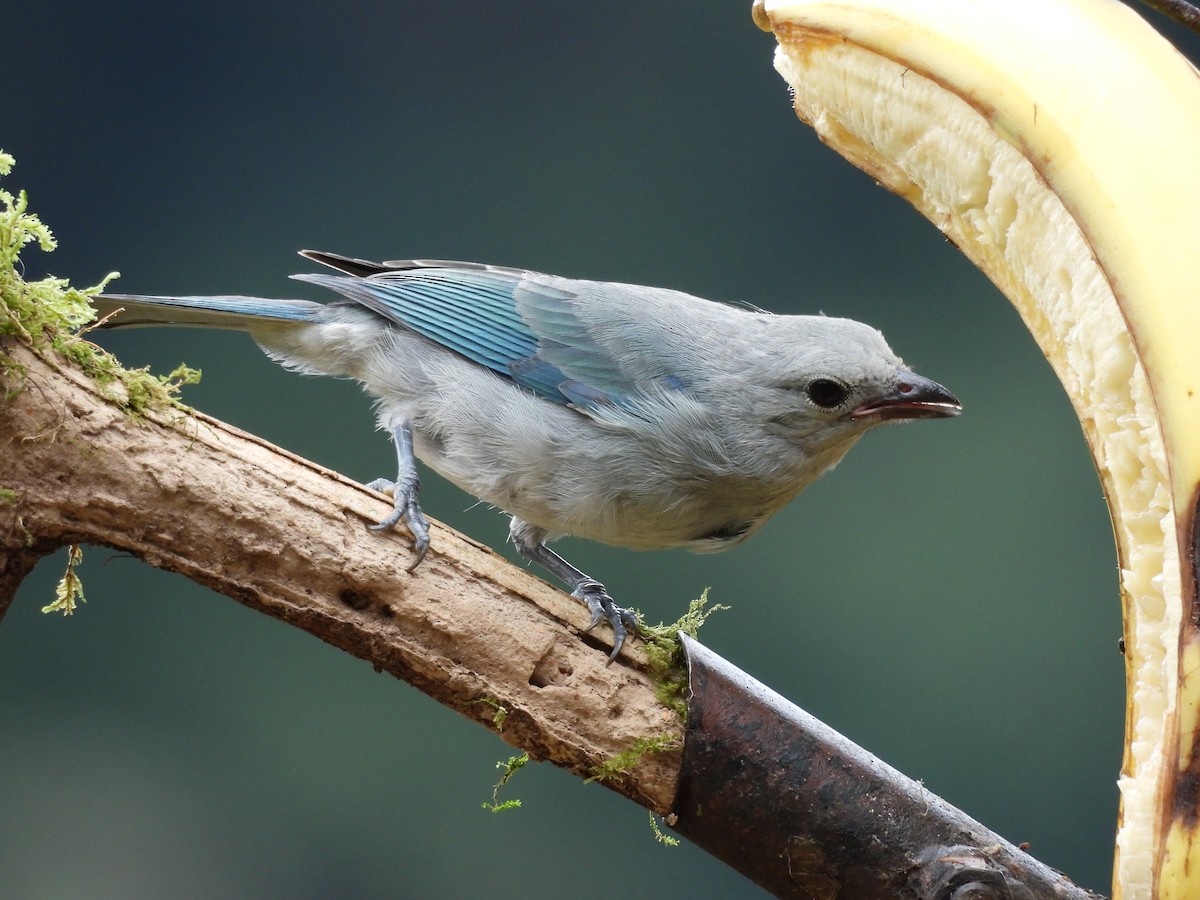 Blue-gray Tanager - ML619951319