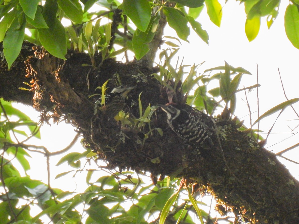 Gray-capped Pygmy Woodpecker - ML619951321