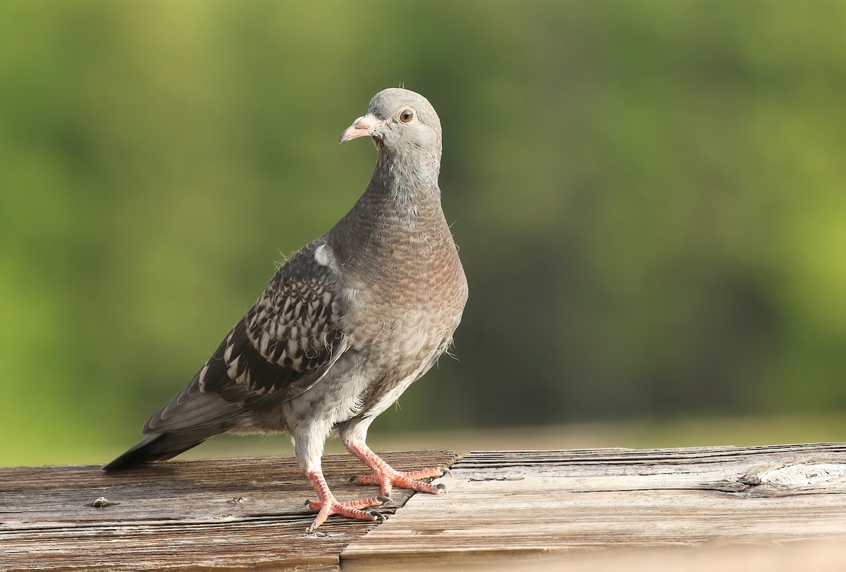 Rock Pigeon (Feral Pigeon) - ML619951323