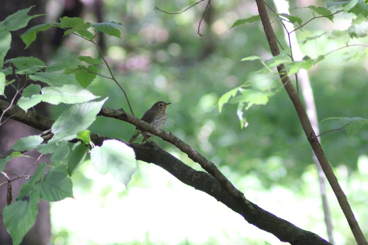 thrush sp. - ML619951347