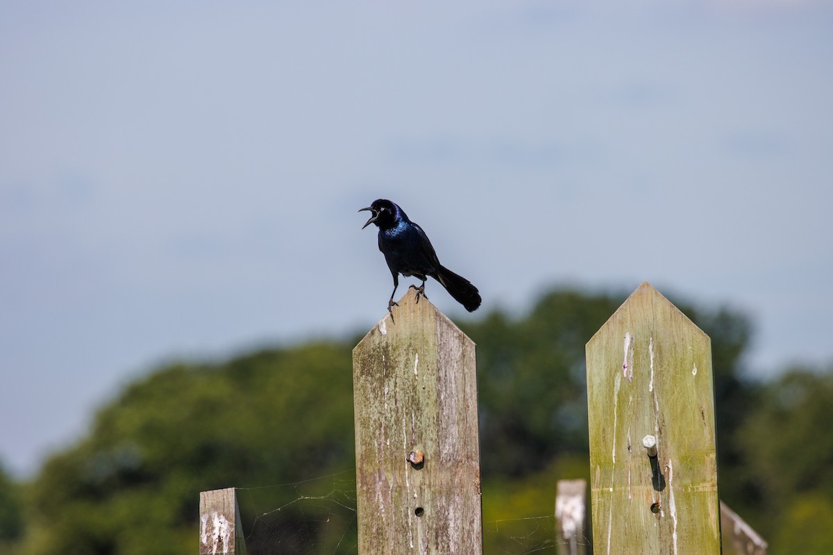 Boat-tailed Grackle - ML619951357