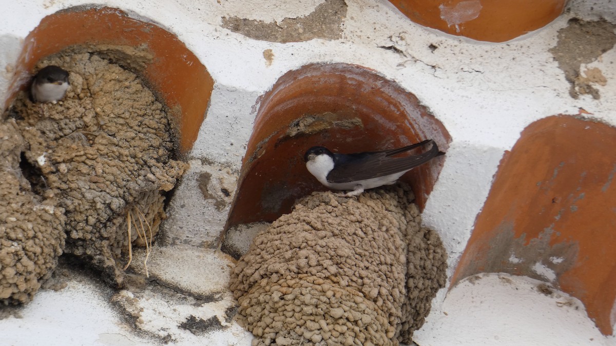 Western House-Martin - ML619951364