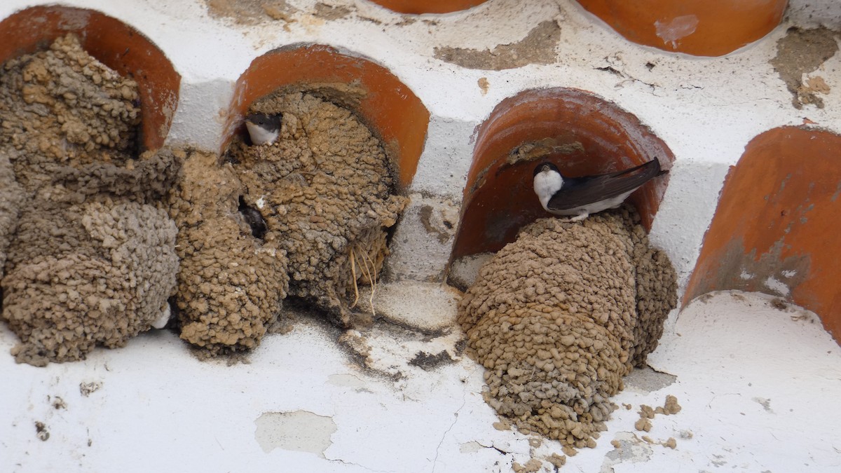 Western House-Martin - ML619951365