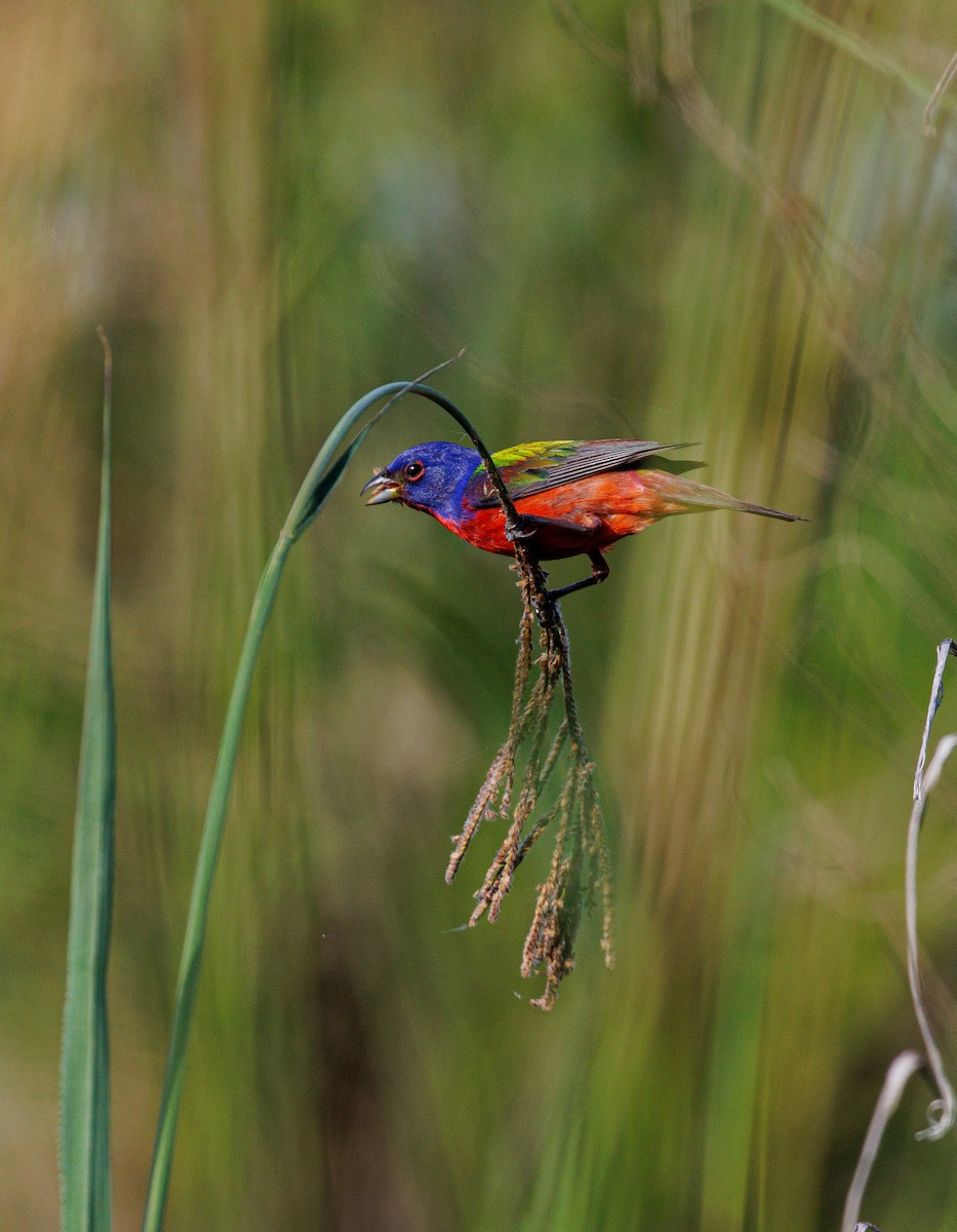 Painted Bunting - ML619951372