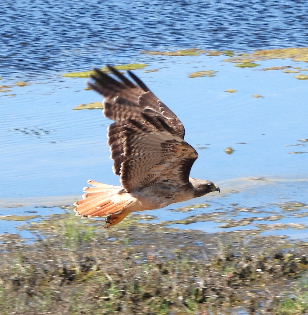 Red-tailed Hawk - ML619951380