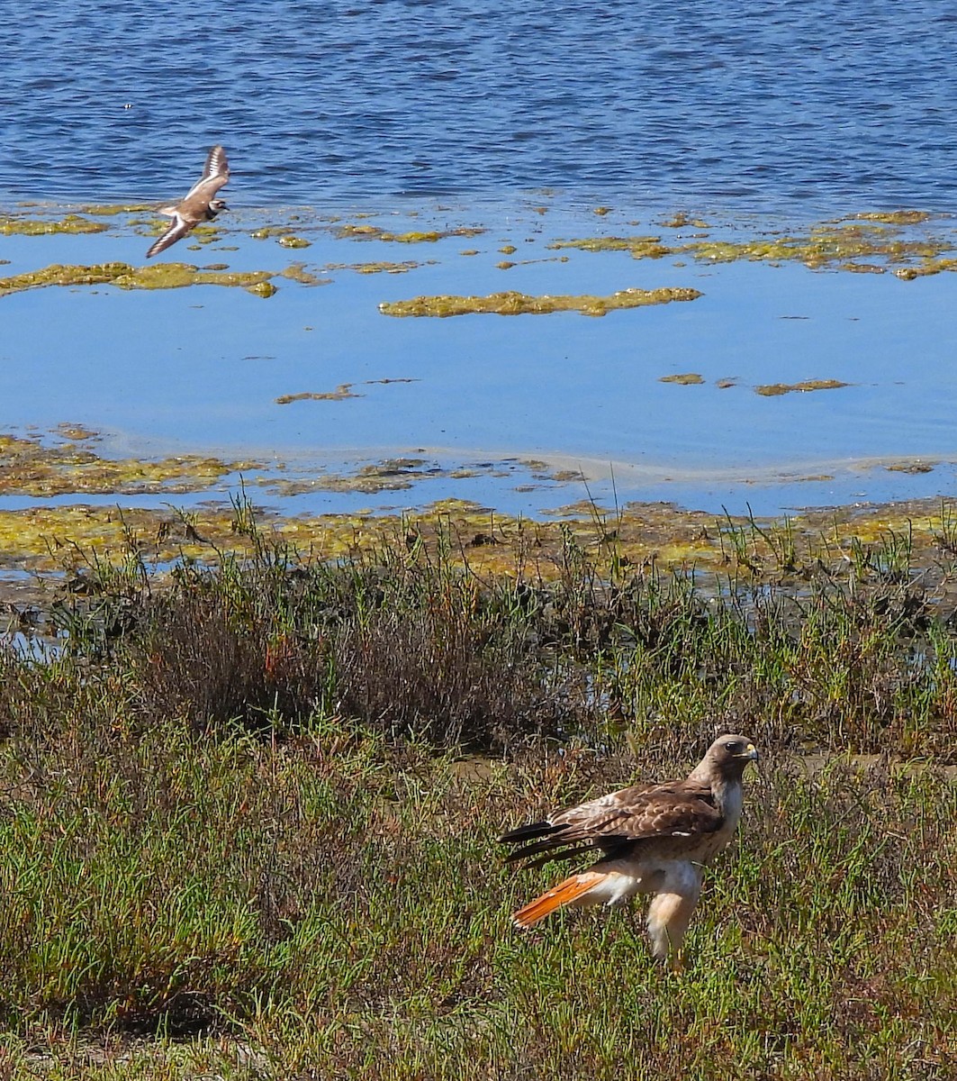 Red-tailed Hawk - ML619951381