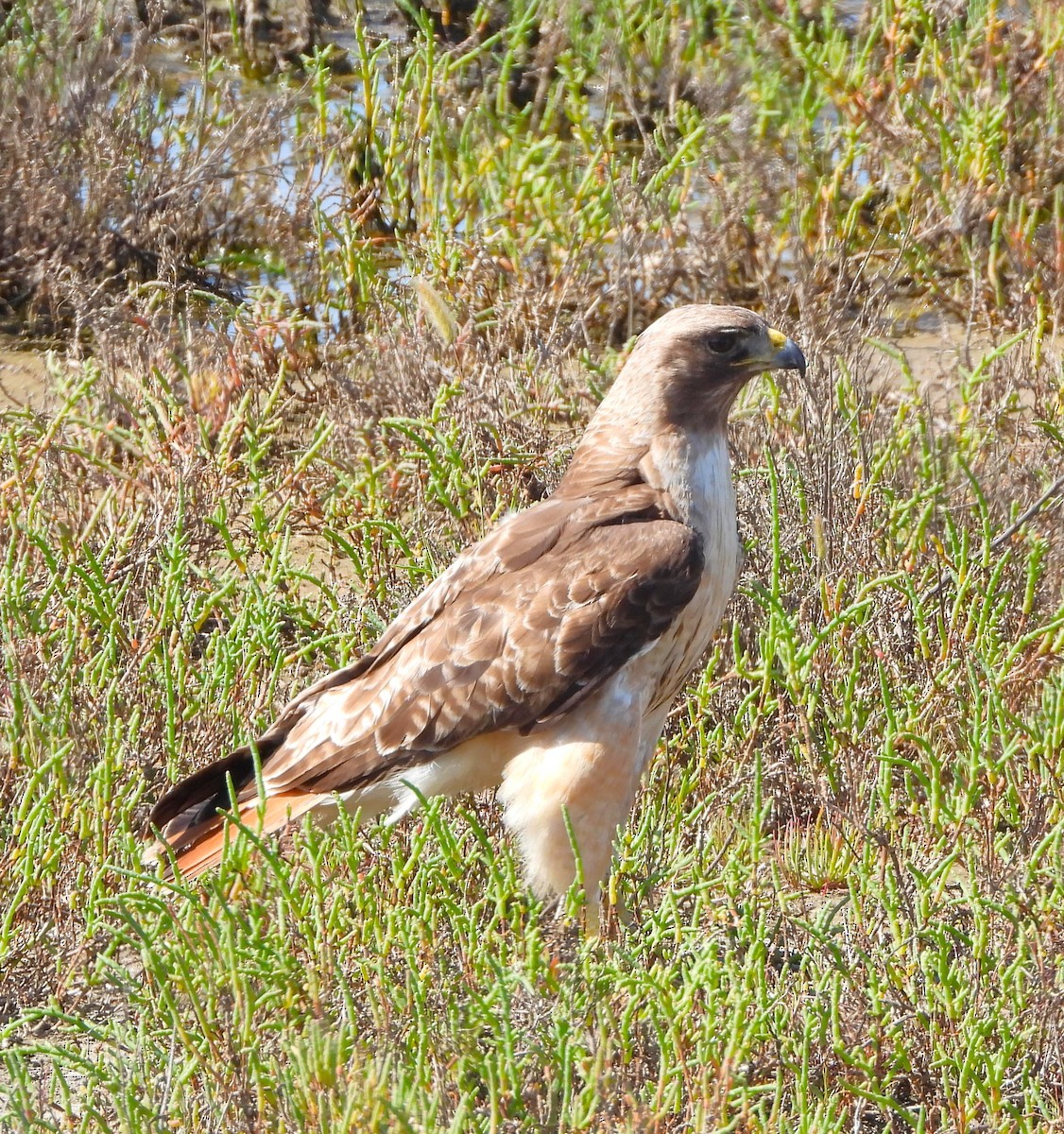 Rotschwanzbussard - ML619951383