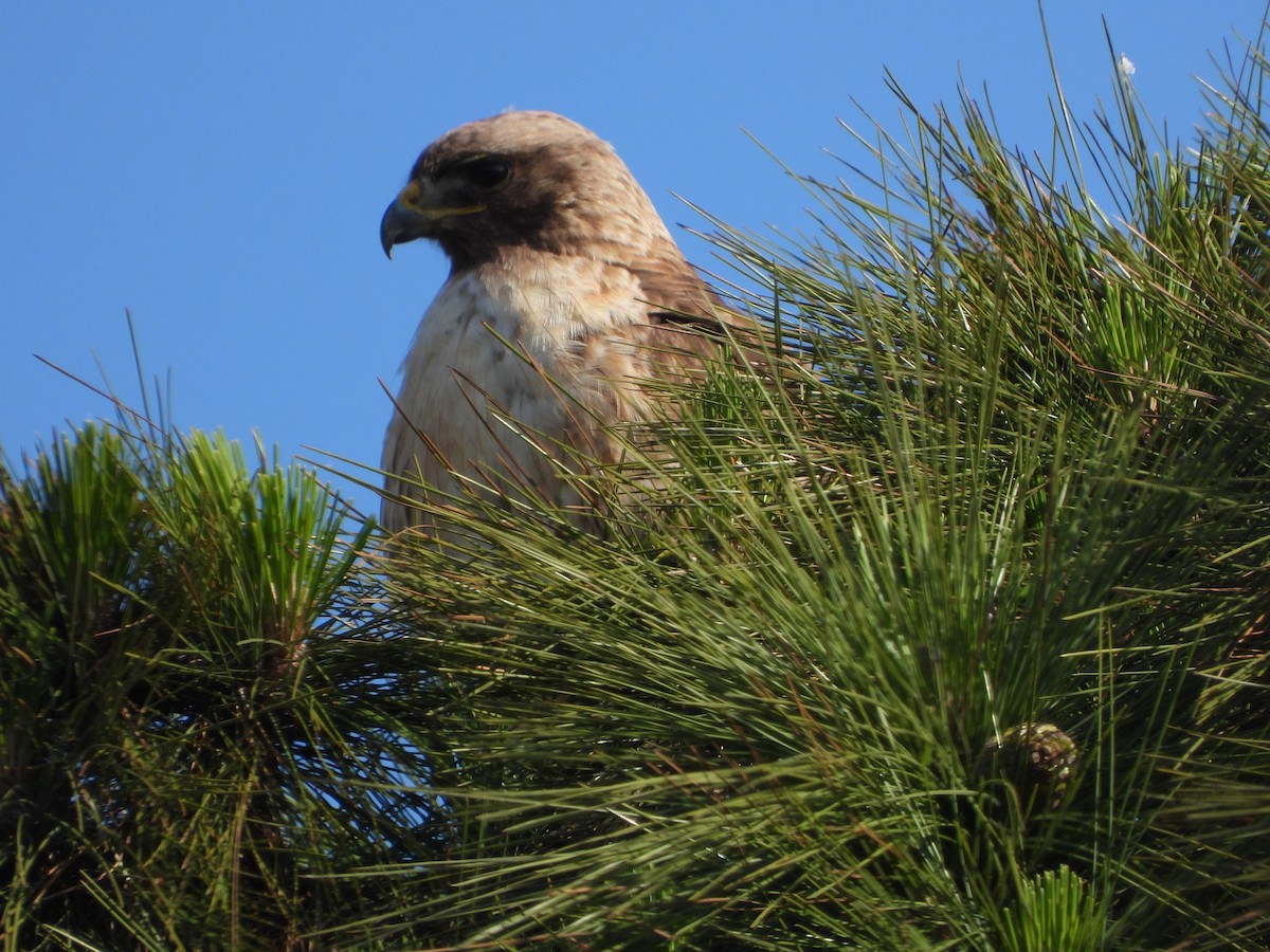 Red-tailed Hawk - ML619951384