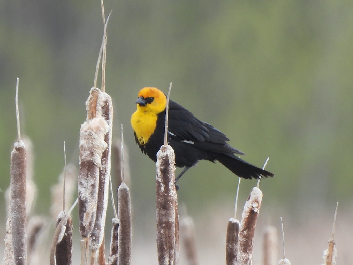 Yellow-headed Blackbird - ML619951385