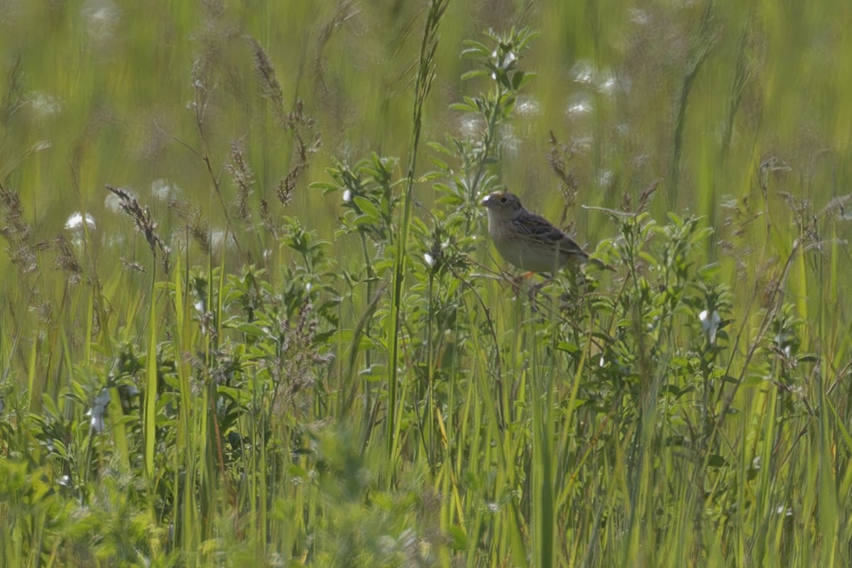 Grasshopper Sparrow - ML619951387