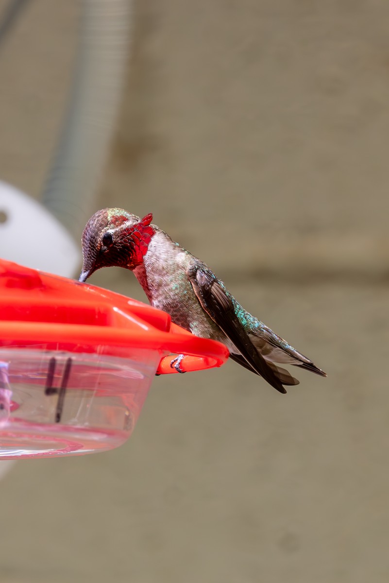 Anna's Hummingbird - ML619951396