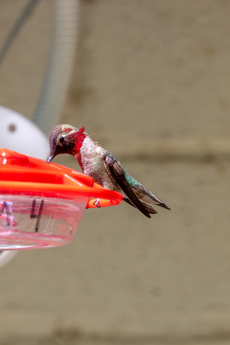 Anna's Hummingbird - ML619951397