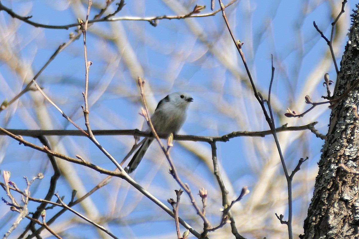 Long-tailed Tit - ML619951441