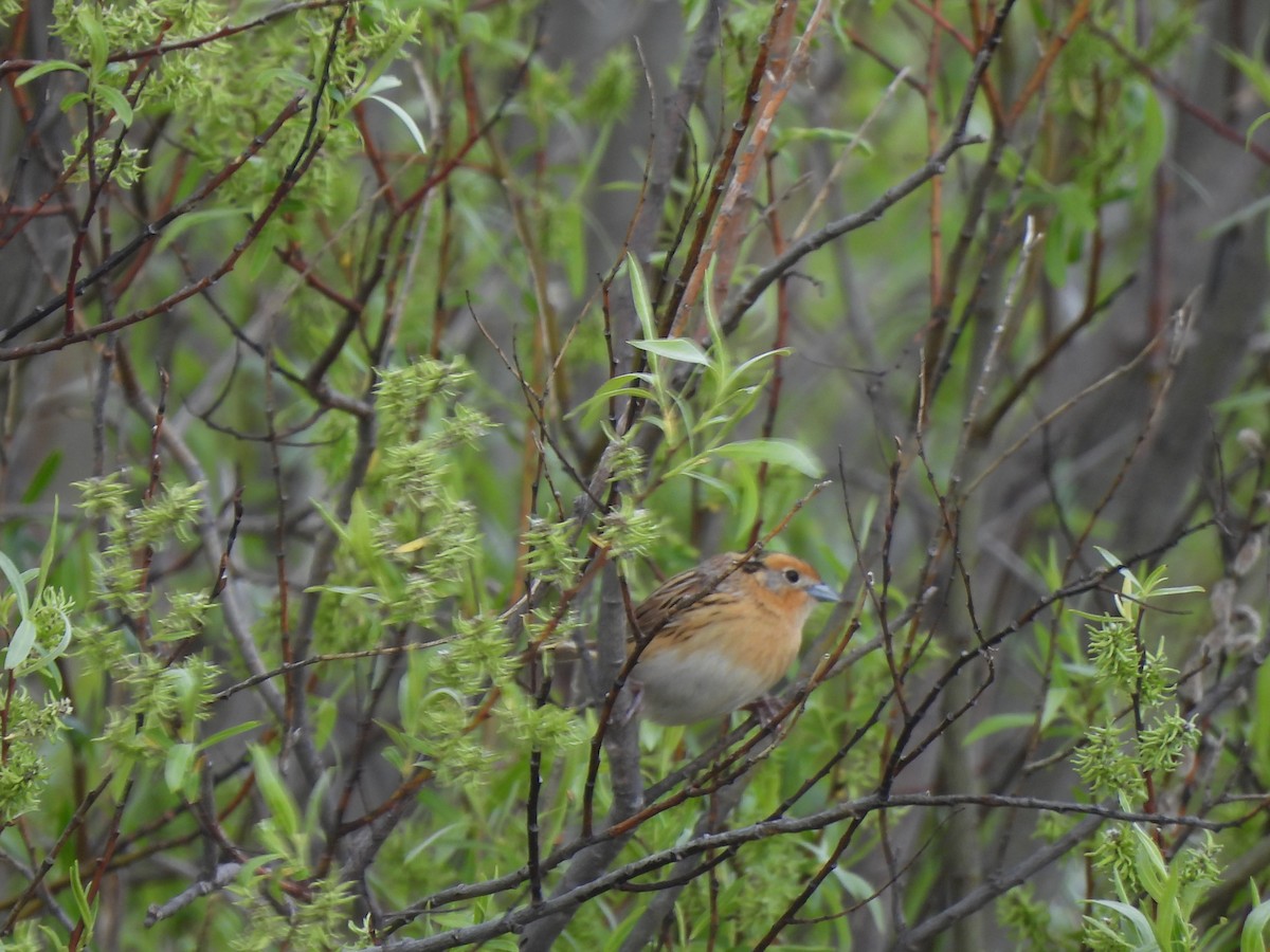 LeConte's Sparrow - ML619951445