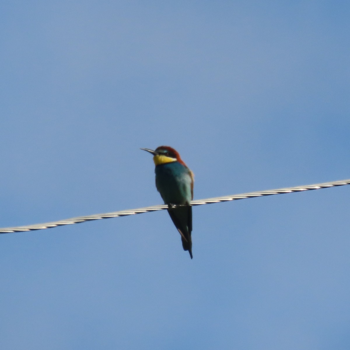 European Bee-eater - ML619951457