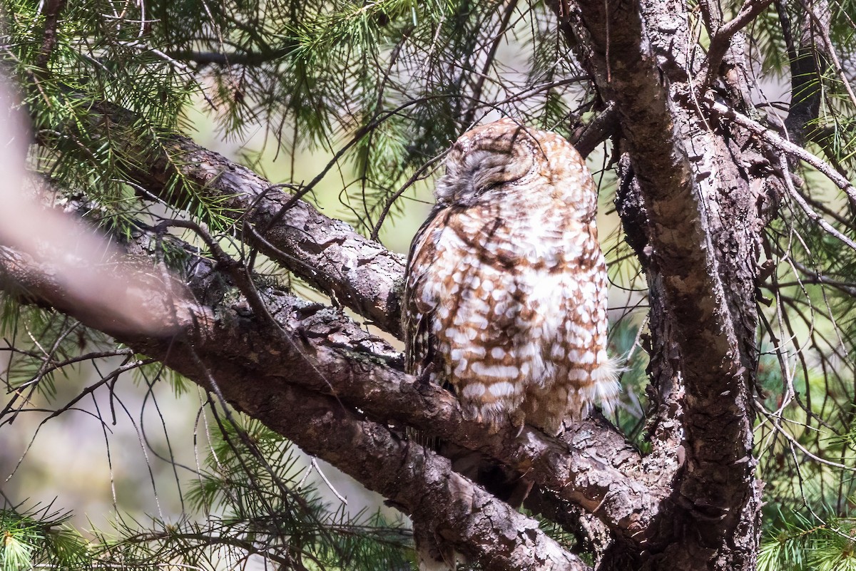 Spotted Owl - ML619951467