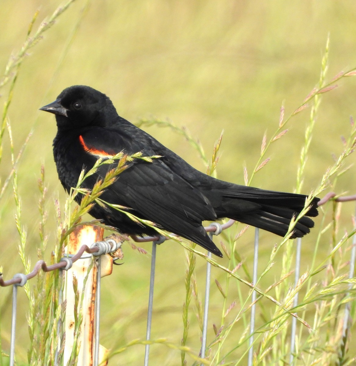 Red-winged Blackbird - ML619951470