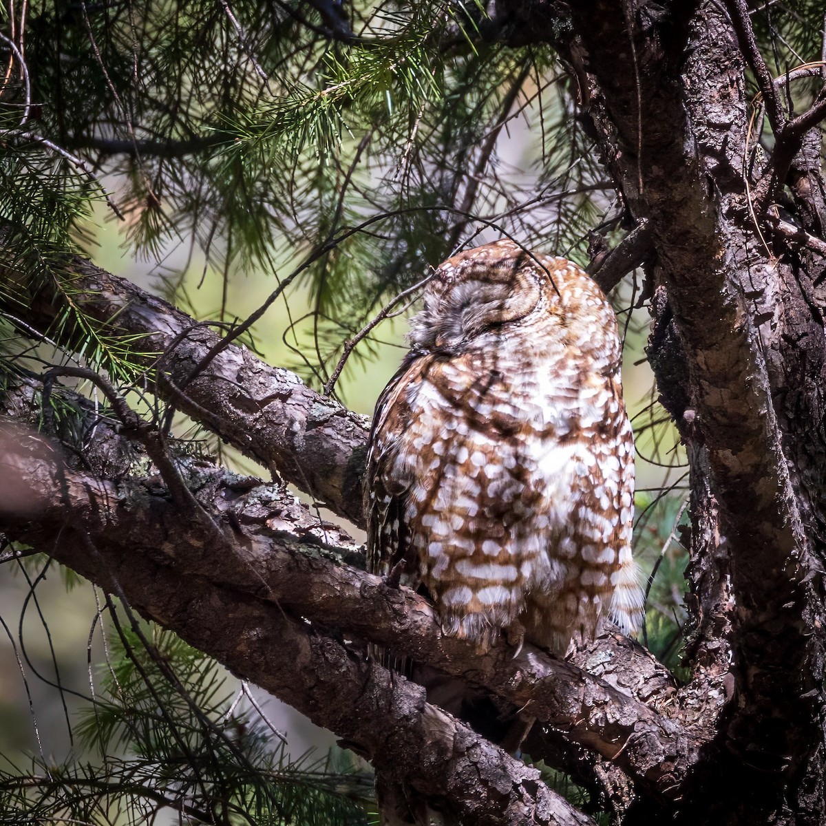 Spotted Owl - ML619951471
