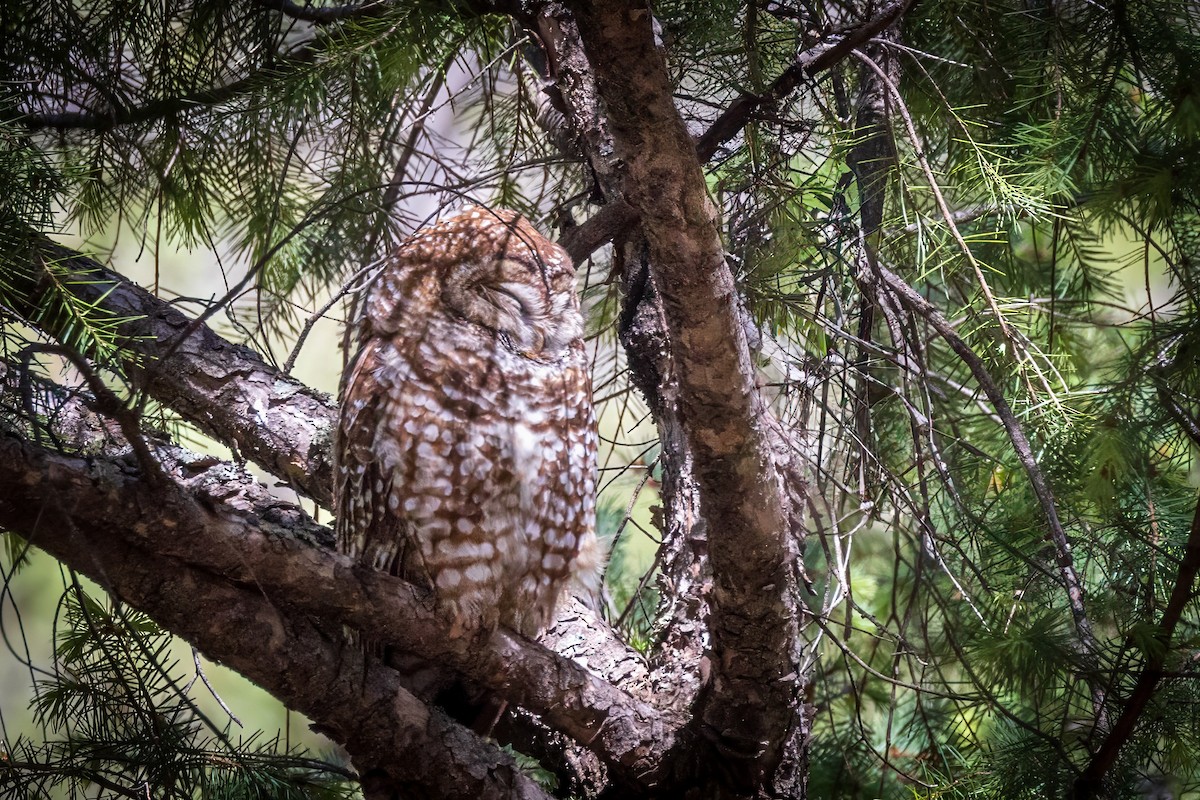 Spotted Owl - ML619951477