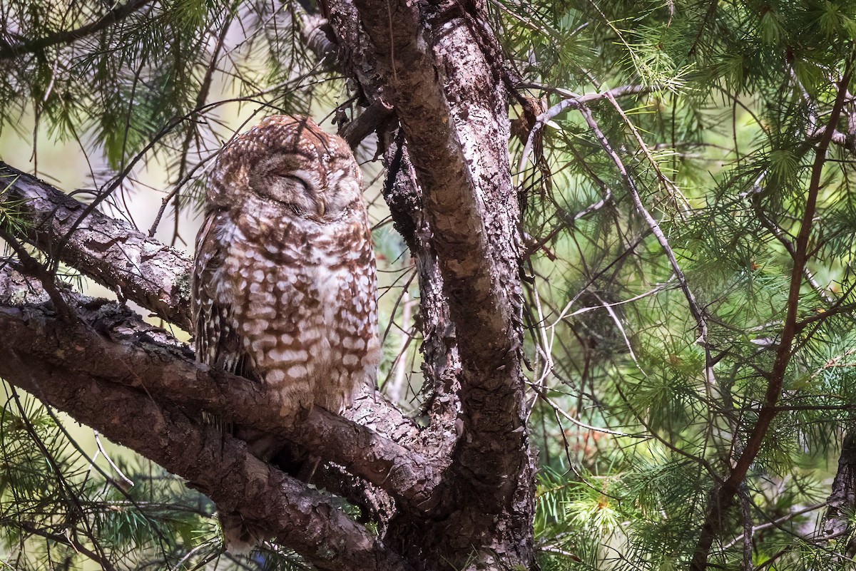 Spotted Owl - ML619951478
