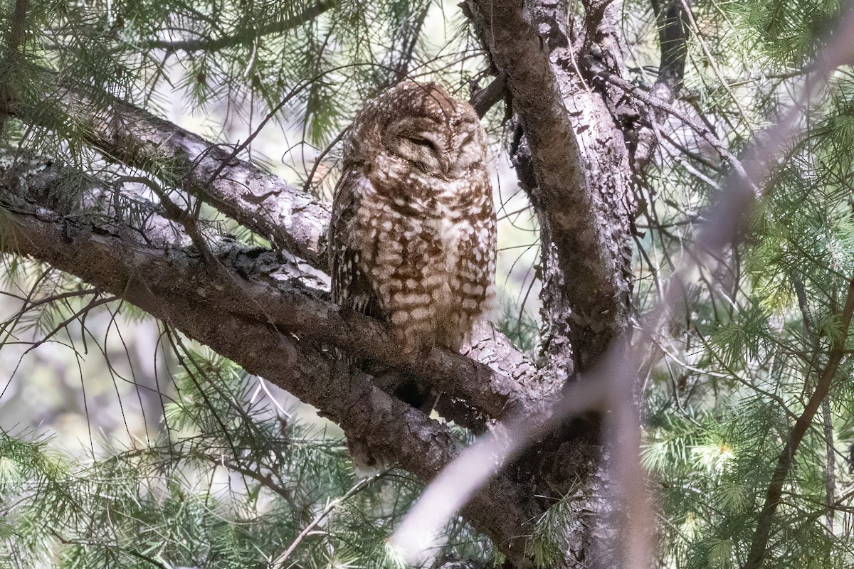 Spotted Owl - ML619951484