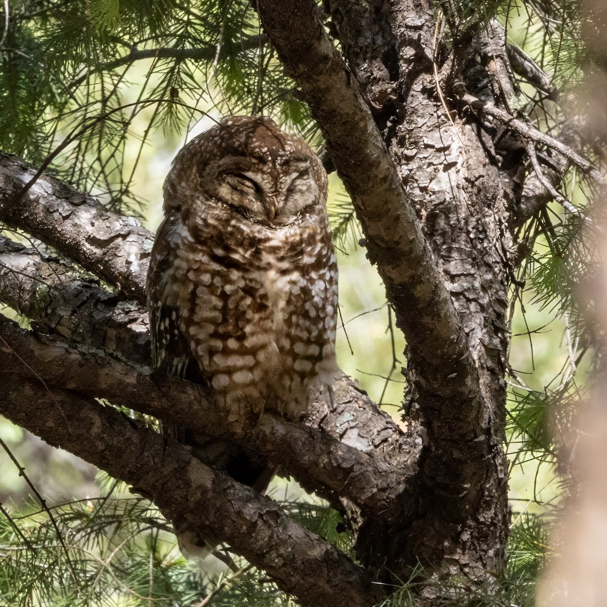 Spotted Owl - ML619951488
