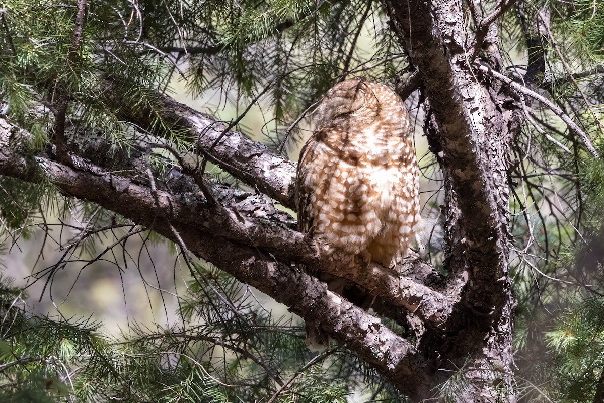 Spotted Owl - ML619951497
