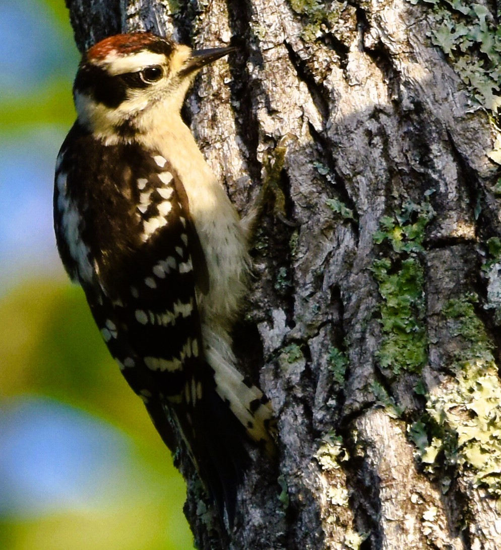 Downy Woodpecker - ML619951498