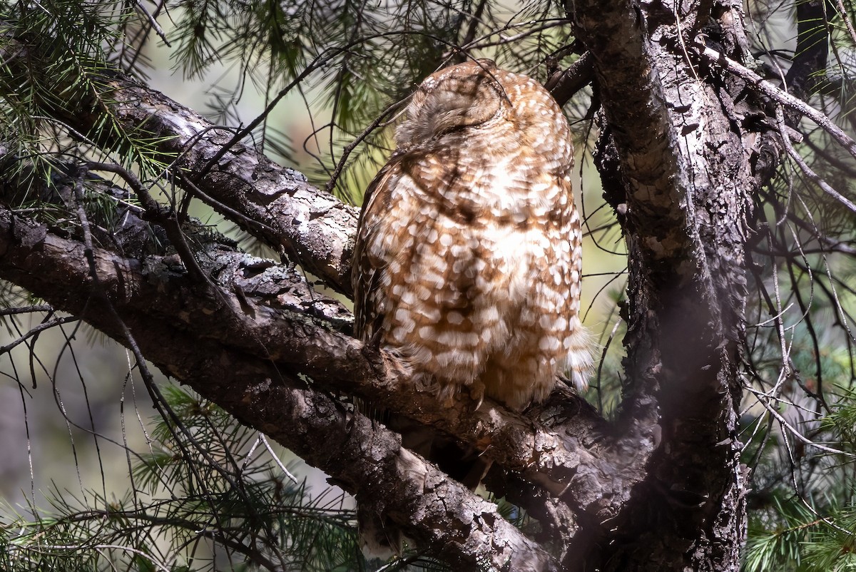 Spotted Owl - ML619951501