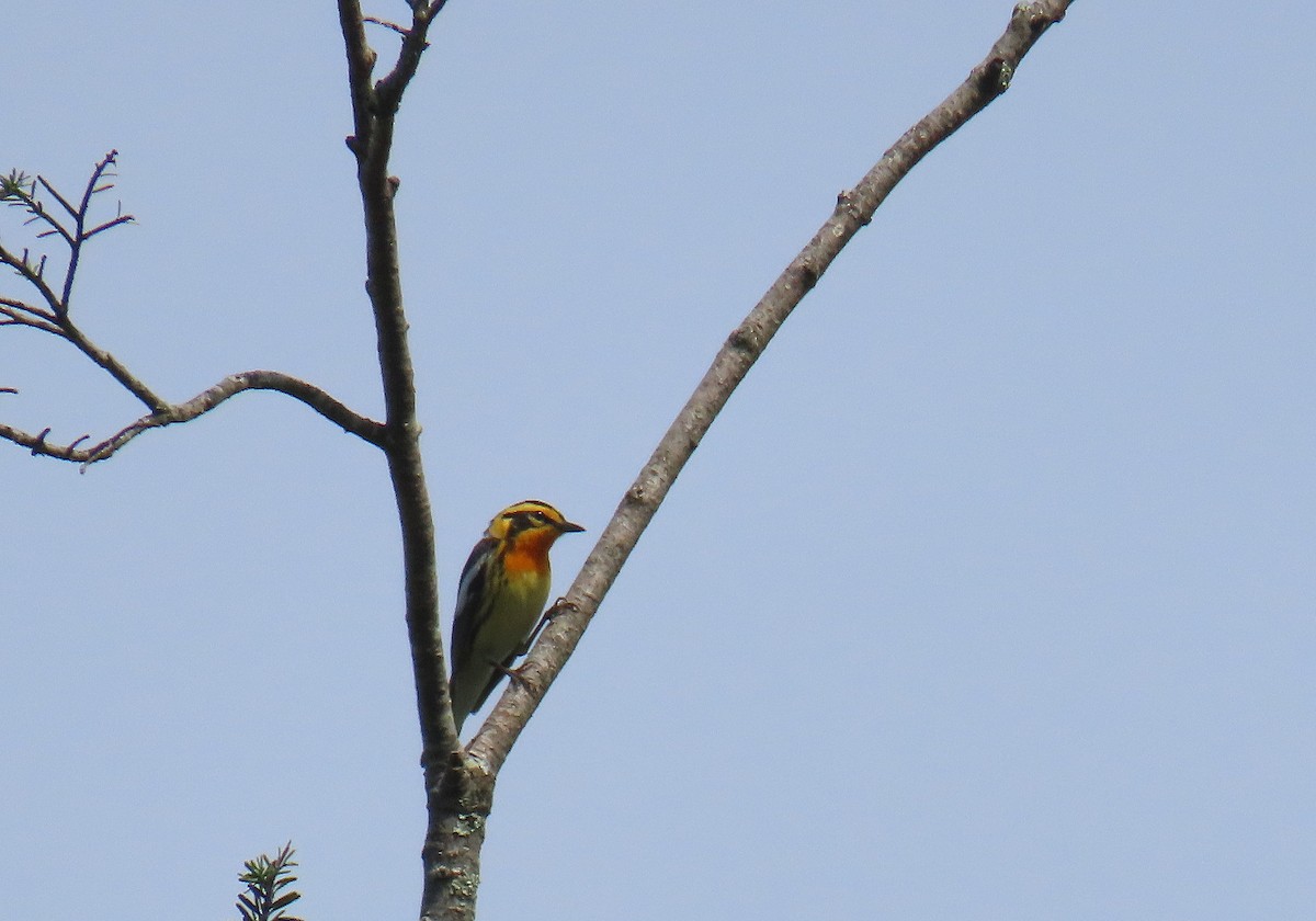 Blackburnian Warbler - ML619951512