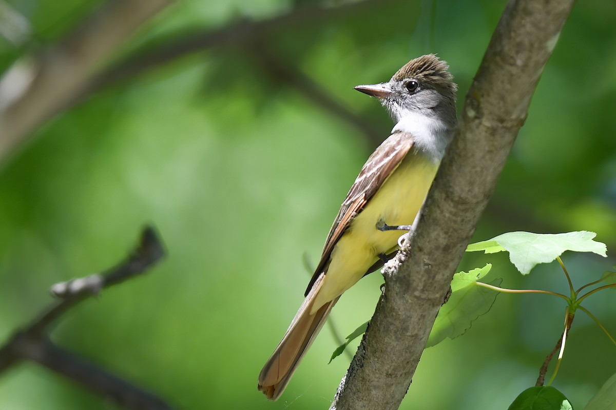 Great Crested Flycatcher - ML619951513