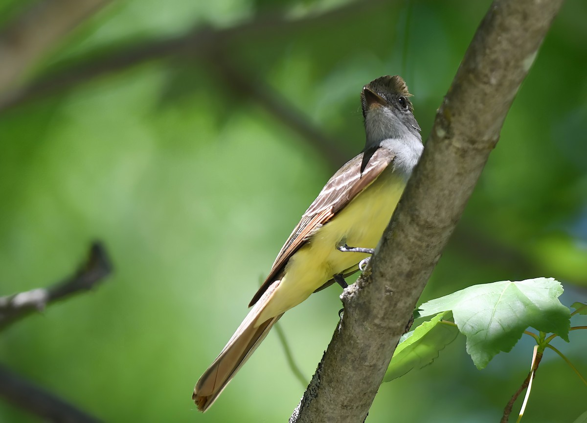 Great Crested Flycatcher - ML619951528
