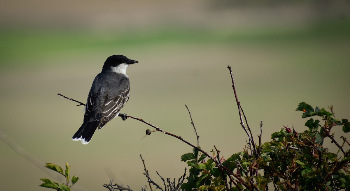 Eastern Kingbird - ML619951529