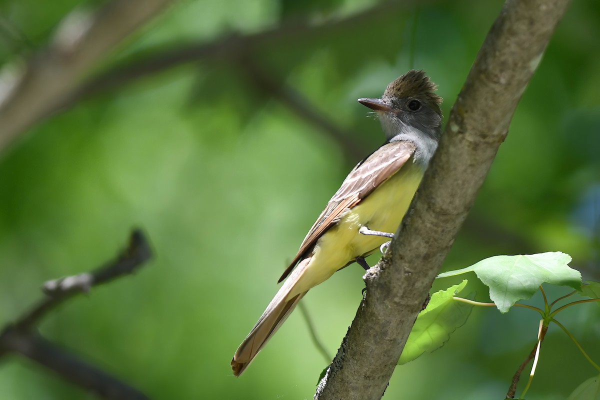 Great Crested Flycatcher - ML619951566