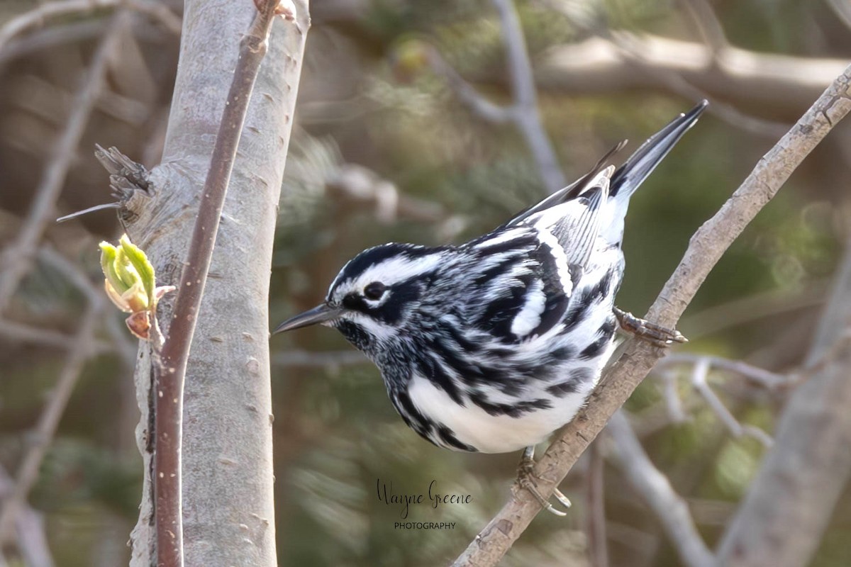 Black-and-white Warbler - ML619951572