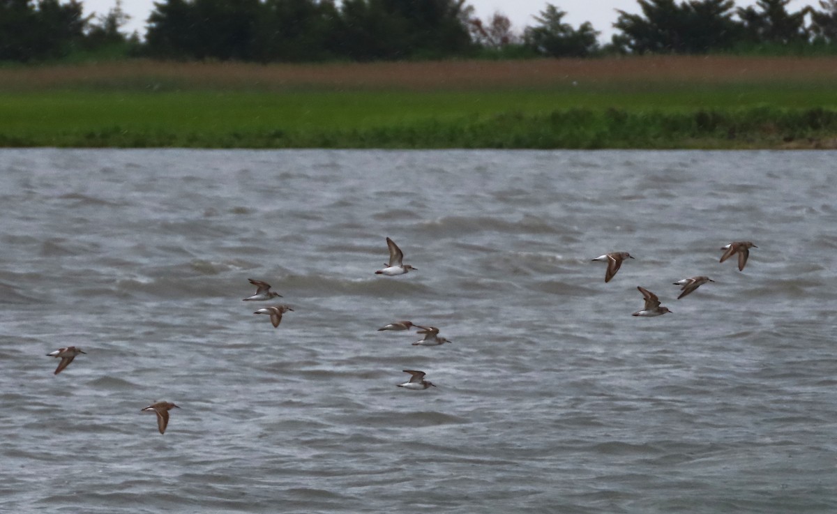 Semipalmated Sandpiper - ML619951577