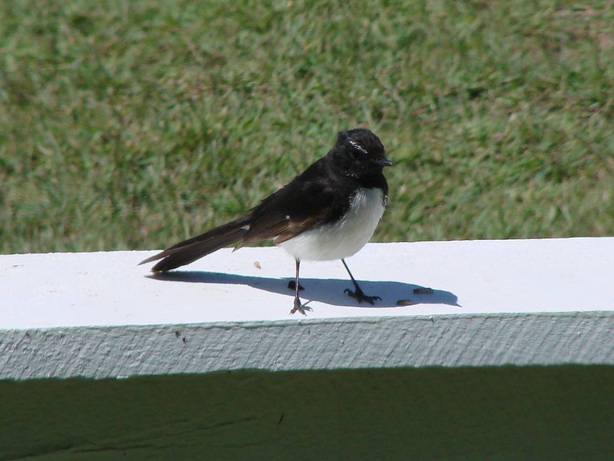 Willie-wagtail - ML619951613