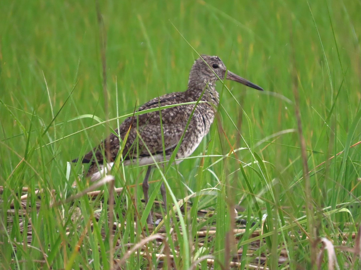 Willet - ML619951623