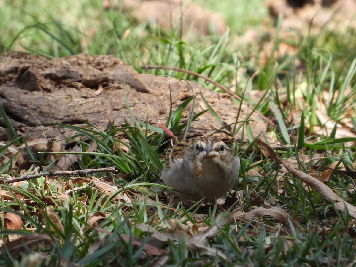 Chipping Sparrow - ML619951624